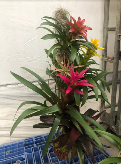 Bromeliad Tree Medium 24 Inches Tall